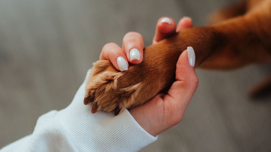 10 Things Your Dog Is Asking For When They Put Their Paw on Your Hand