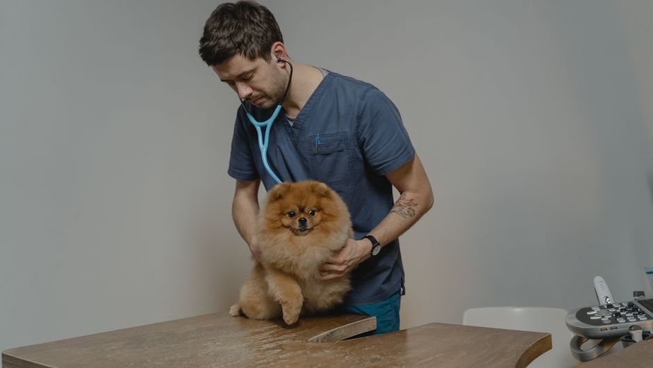 The Moment Dogs Realize They're Going to the Vet - 8 Heartbreaking Reactions