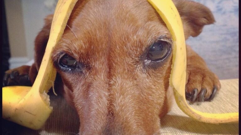 8 Human Foods Your Dog Will Eat Once and Remember With Pure Joy Forever