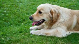 The Dog Breed Each Enneagram Type Needs to Finally Feel at Peace
