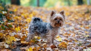 9 Dog Breeds That Live the Longest and Love the Hardest