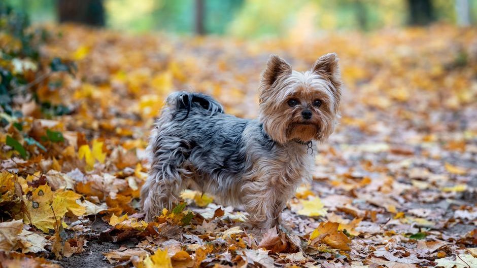 9 Dog Breeds That Live the Longest and Love the Hardest