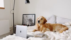 6 Dog Breeds That Will Sleep by Your Side Every Single Night No Matter What