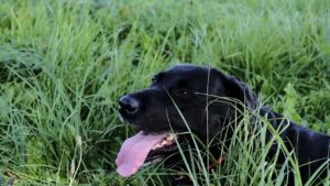9 Signs Your Senior Dog Is Telling You They're Ready to Let Go