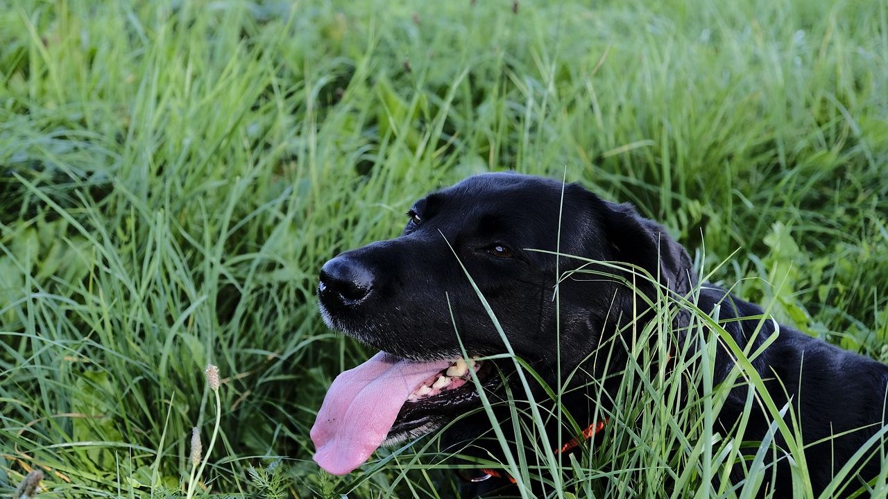 9 Signs Your Senior Dog Is Telling You They're Ready to Let Go