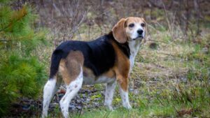 The 8 Most Emotionally Intelligent Dog Breeds That Almost Feel Human