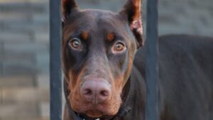 12 Things Only Dogs Do When They're Desperately Trying to Protect You From Something You Can't See