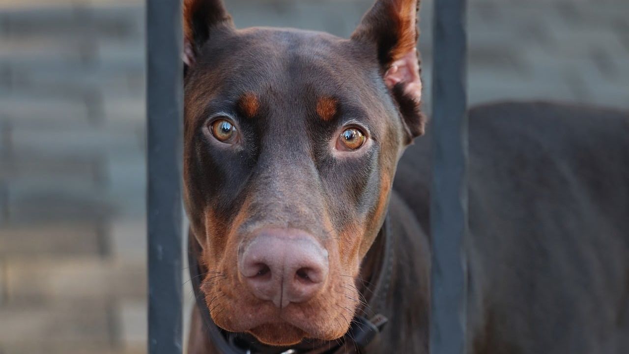 12 Things Only Dogs Do When They're Desperately Trying to Protect You From Something You Can't See