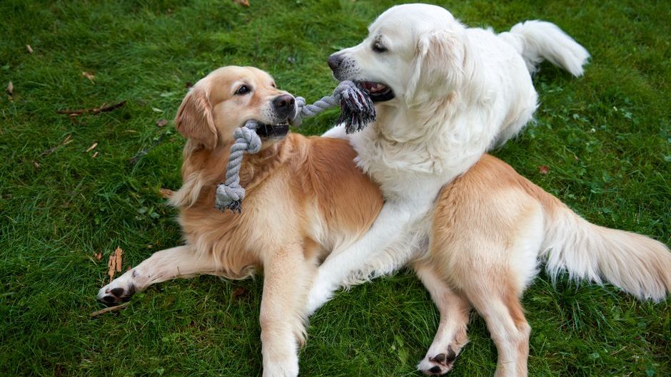 12 Dog Behaviors That Look Bad But Are Actually Signs of Deep Emotional Health