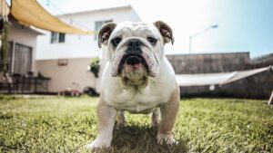 Which Dog Breed Matches Your Zodiac's Shadow Side