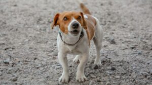 8 Dog Behaviors Science Links to Their Owner's Unspoken Loneliness