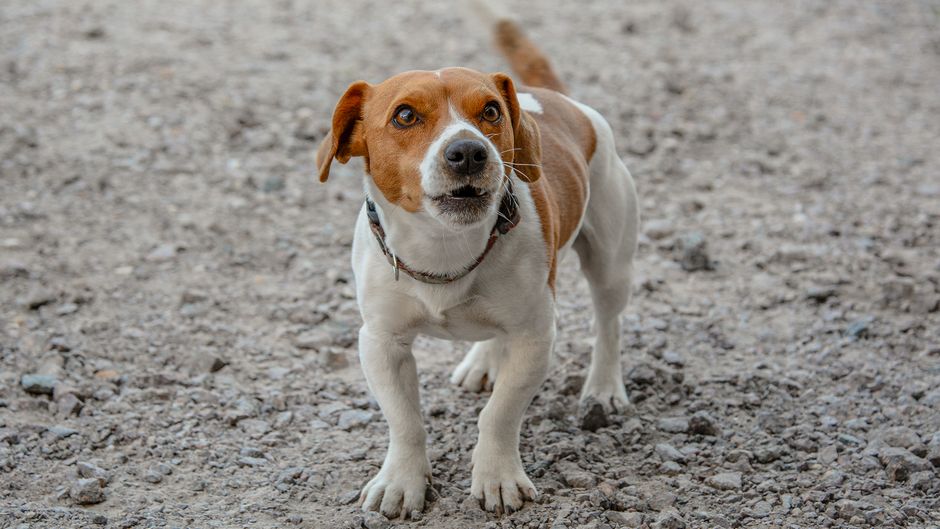 8 Dog Behaviors Science Links to Their Owner's Unspoken Loneliness