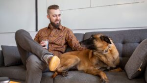 10 Things That Change in a Dog the Day Their Owner Brings Home a New Partner