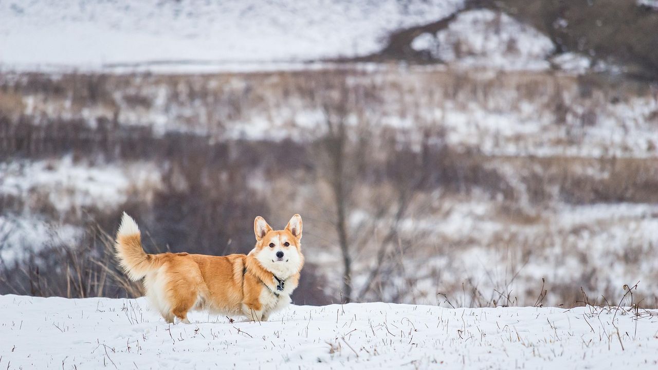 7 Things a Dog Rescuer Notices in the First 10 Seconds That Most Owners Miss