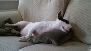 8 Things Your Dog Does in Their Sleep That Reveal Their Happiest Memories