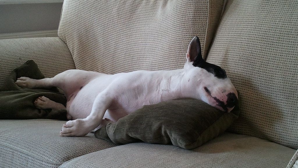 8 Things Your Dog Does in Their Sleep That Reveal Their Happiest Memories