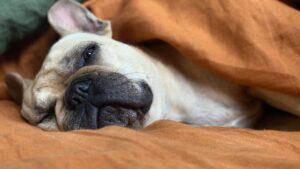 If Your Dog Refuses to Enter Certain Rooms, Veterinary Behaviorists Say They're Detecting Emotional Residue You Left Behind