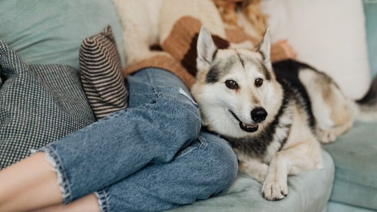 Animal Psychology Says Dogs Who Sleep Under Your Bed Are Doing So Because of a Primal Reason But They Aren't Actually Guarding You