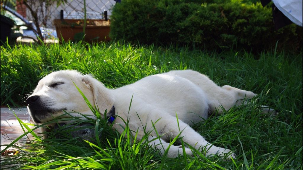 9 Silent Ways Dogs Show They're in Pain That Most Owners Completely Miss