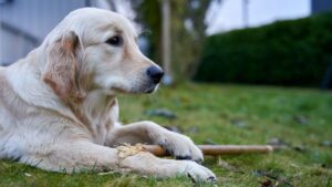 Dogs Who Lived Through Rehoming Develop These 6 Permanent Behavioral Changes That Never Fully Disappear