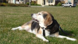 11 Things Dogs Do When They Sense a Dark Energy Has Entered Your Home