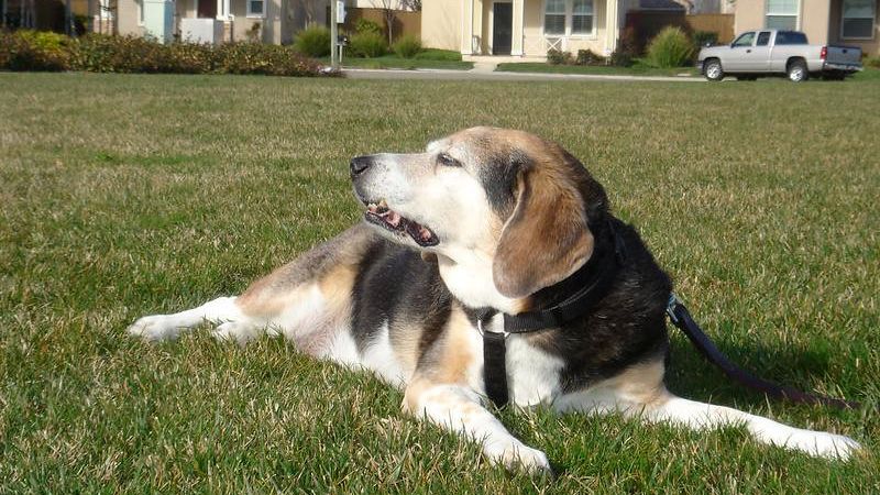 11 Things Dogs Do When They Sense a Dark Energy Has Entered Your Home