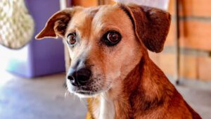 8 Dog Behaviors That Mean They've Completely Given Up on Trusting Anyone Again