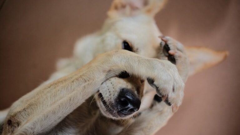 Psychology Says Some Dogs Who Cover Their Faces During Sleep Are Practicing a Natural Self-Comforting Behavior