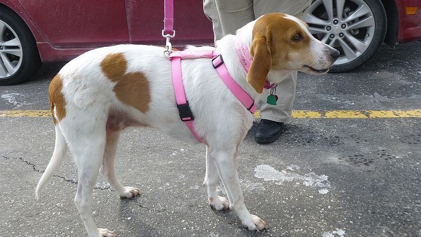 7 Subtle Ways Your Dog Is Trying to Tell You They're in Physical Pain (Most Owners Confuse #4 With Normal Aging)