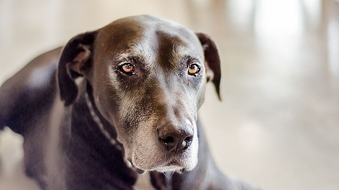 If Your Dog Stares at the Wall for No Reason, Veterinary Neurology Says They're Detecting Something You Physically Cannot Sense