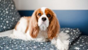 9 Dog Breeds That Form Such Intense Bonds They'll Refuse to Eat If You Leave for More Than 3 Days