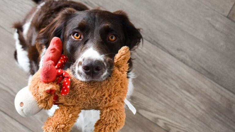 Animal Psychology Says When Dogs Bring You Their Toys Right Before Bed, They're Performing an Ancient Guarding Ritual You Never Noticed