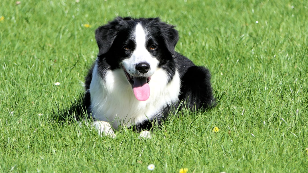 8 Dog Breeds That Can Physically Shutdown When They Lose Their Favorite Person