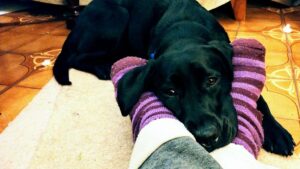 Why Dogs Choose to Sleep at Your Feet and Not Your Face - The Answer Is Beautiful