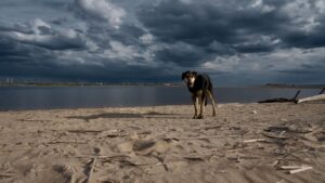 11 Things Your Dog Does Before a Storm That Meteorologists Should Be Studying