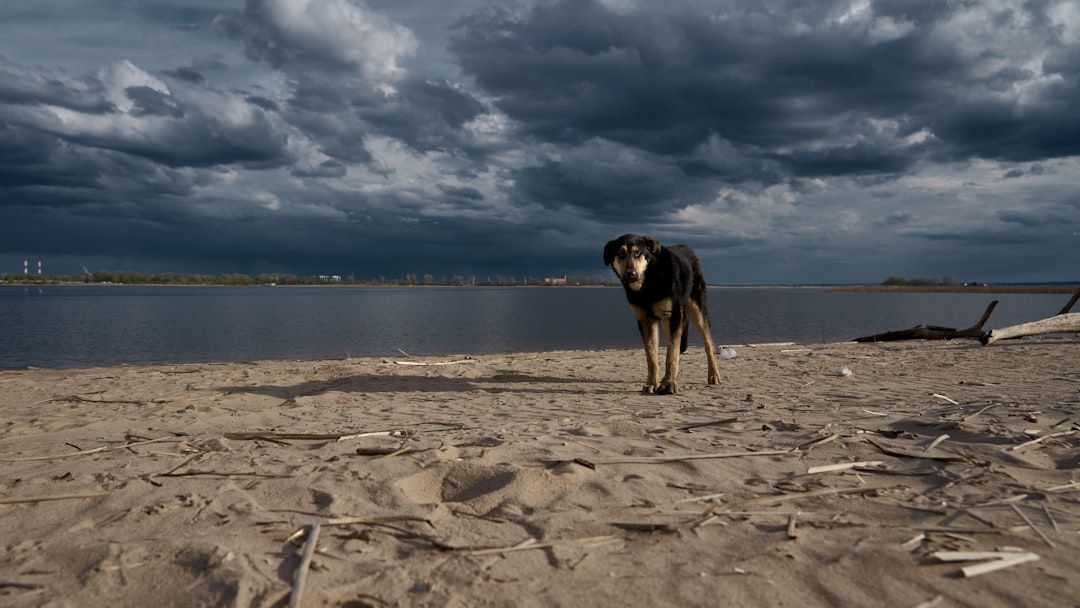 11 Things Your Dog Does Before a Storm That Meteorologists Should Be Studying