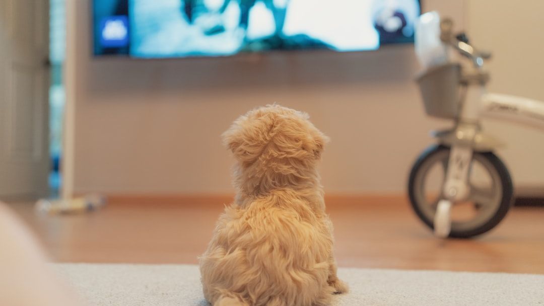 11 Signs Your Dog Has Never Truly Forgotten the Person Who Abandoned Them