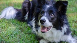 The One Breed That Behaviorists Say Is the Closest Thing to a Human Soul
