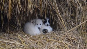 The Real Reason Dogs Circle Before Lying Down Has Nothing To Do With Comfort And Everything To Do With Survival
