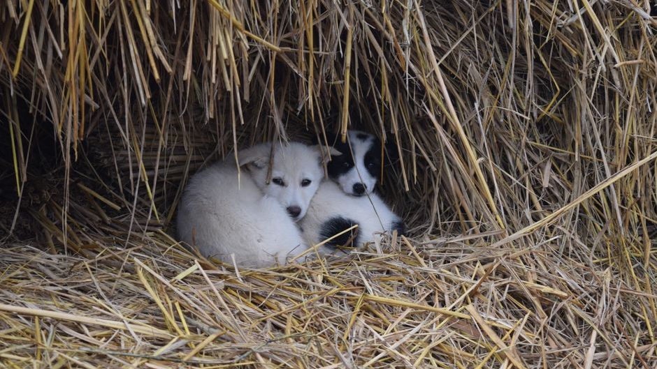 The Real Reason Dogs Circle Before Lying Down Has Nothing To Do With Comfort And Everything To Do With Survival