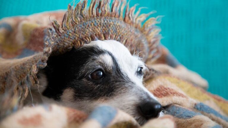 Psychology Says People Who Let Their Dog Sleep Under the Covers Are Unconsciously Healing From a Childhood Nobody Understood