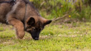 Animal Behaviorists Say Dogs Who Stare at Walls Are Detecting Something Humans Lost the Ability to Sense Thousands of Years Ago