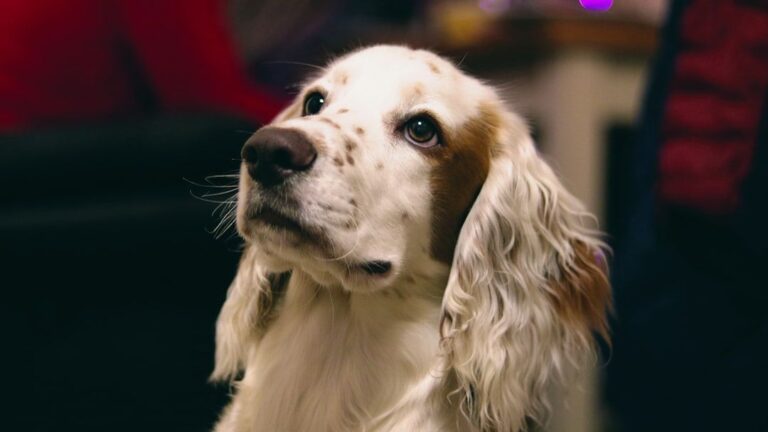 Animal Psychology Says When Your Dog Suddenly Stops Greeting You at the Door, They've Noticed a Change in Your Emotional State You're Hiding From Everyone Else