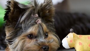 13 Things Dogs Do in the Last 24 Hours Before They Cross the Rainbow Bridge