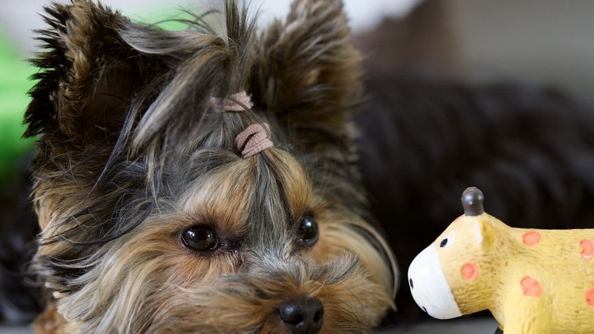 13 Things Dogs Do in the Last 24 Hours Before They Cross the Rainbow Bridge