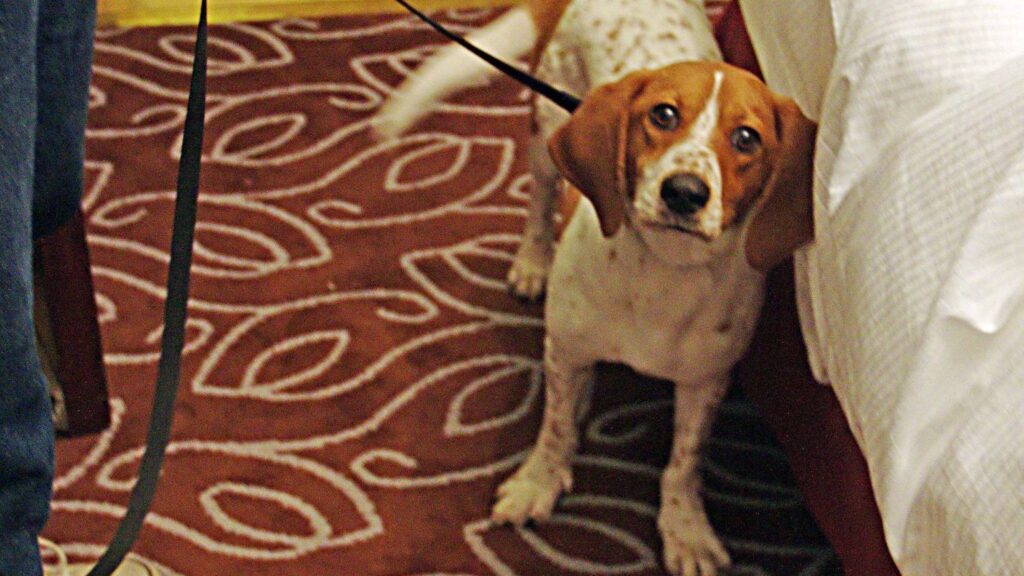 8 Subtle Ways Your Dog Warns You About People Who Will Eventually Betray You