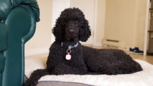 7 Dog Breeds That Are Scientifically Proven to Reduce Anxiety in Their Owners