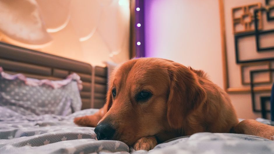 Why Your Dog Stares at the Corner of the Room at Night - Experts Weigh In