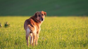 The Real Reason Your Dog Looks Back at You During Every Walk (They’re Not Checking If You’re There)