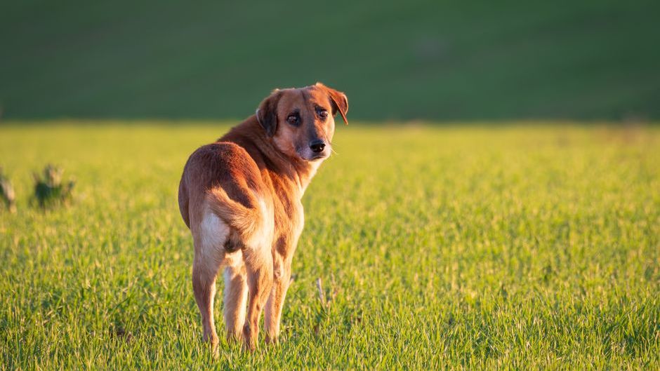 The Real Reason Your Dog Looks Back at You During Every Walk (They’re Not Checking If You’re There)